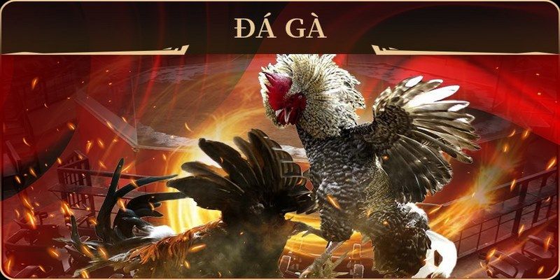 sv388 gold đá gà trực tiếp campuchia