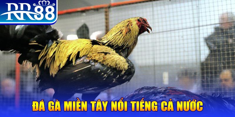 sv388 gold đá gà 88